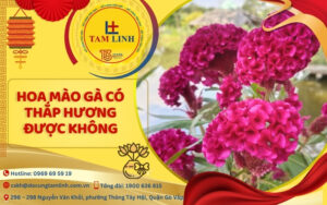 hoa mao ga co thap huong duoc khong