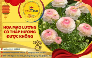 hoa mao luong co thap huong duoc khong