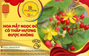 hoa mat ngoc do co thap huong duoc khong 1