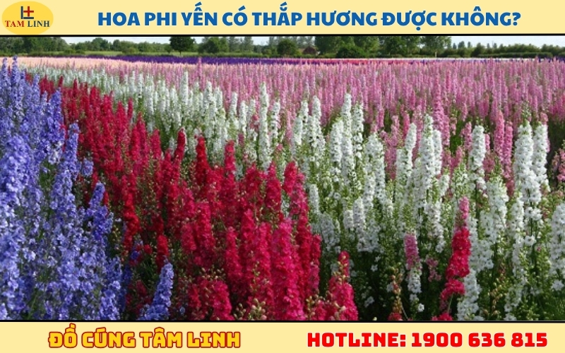 hoa-phi-yen-co-thap-huong-duoc-khong