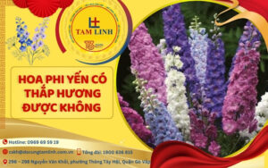 hoa phi yến có thắp hương được không