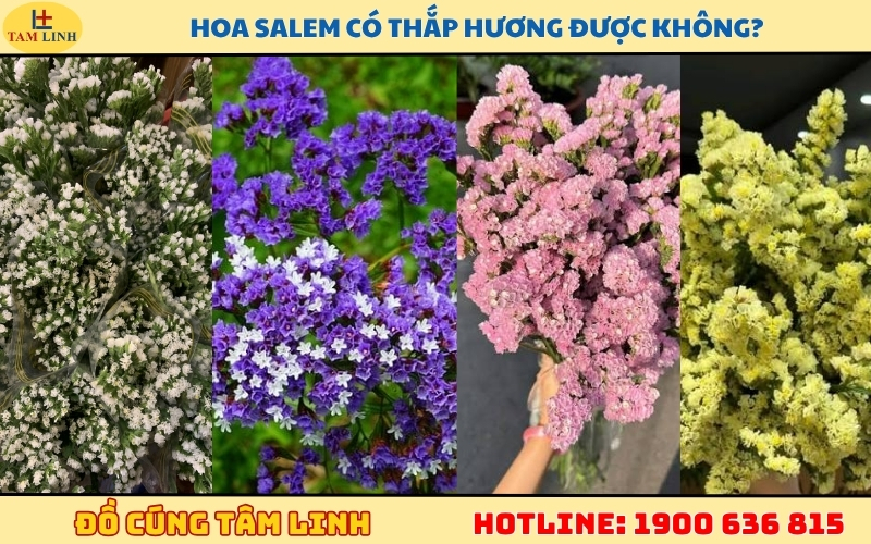 hoa-salem-co-thap-huong-duoc-khong