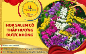 hoa-salem-co-thap-huong-duoc-khong