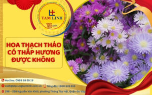 hoa thạch thảo có thắp hương được không