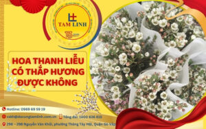 hoa thanh liễu có thắp hương được không