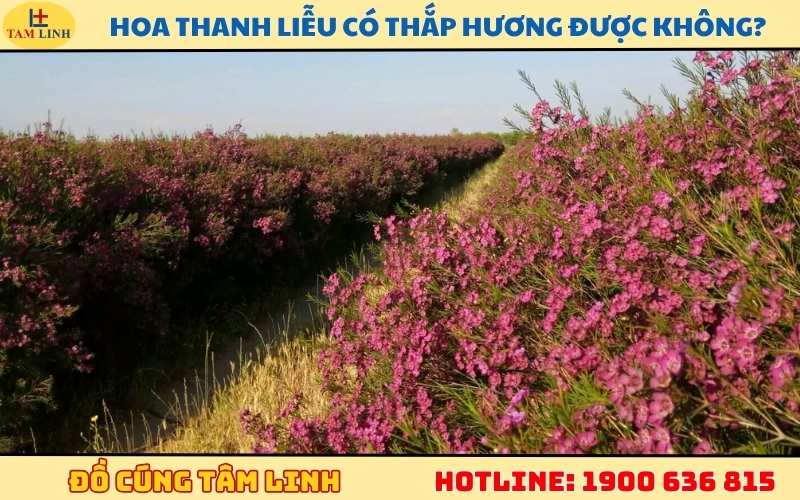 hoa-thanh-lieu-co-thap-huong-duoc-khong