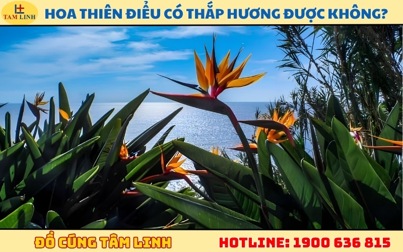 hoa-thien-dieu-co-thap-huong-duoc-khong-1