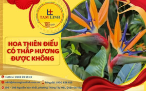hoa thiên điểu có thắp hương được không