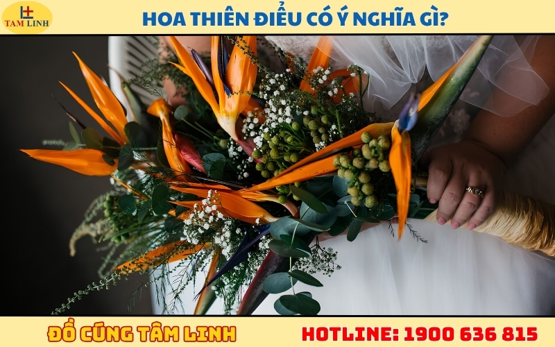 hoa-thien-dieu-co-y-nghia-gi