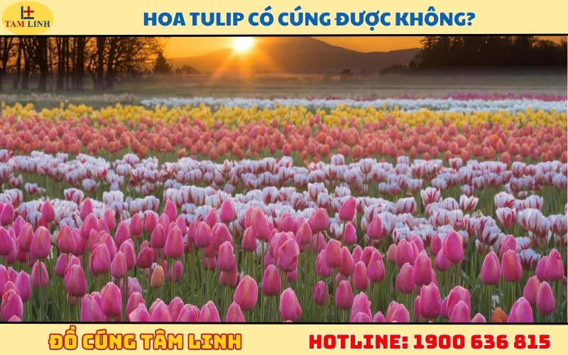hoa-tulip-co-cung-duoc-khong