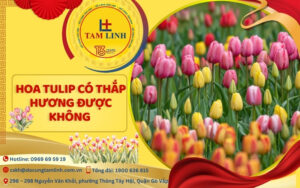 hoa tulip có thắp hương được không