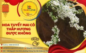 hoa tuyet mai co thap huong duoc khong