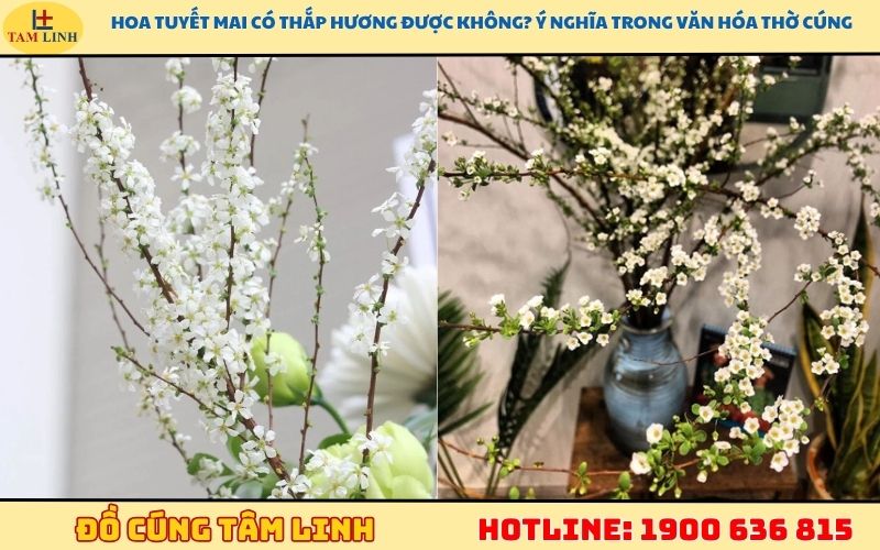 Hoa tuyết mai có thắp hương được không? Ý nghĩa trong văn hóa thờ cúng