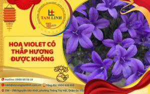 hoa violet co thap huong duoc khong 1