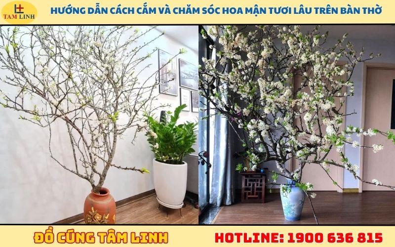 hướng dẫn cách cắm hoa mận đẹp