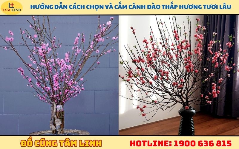 Hướng dẫn cách chọn và cắm cành đào thắp hương tươi lâu