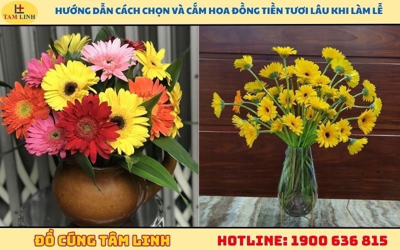 Hướng dẫn cách chọn và cắm hoa đồng tiền tươi lâu khi làm lễ