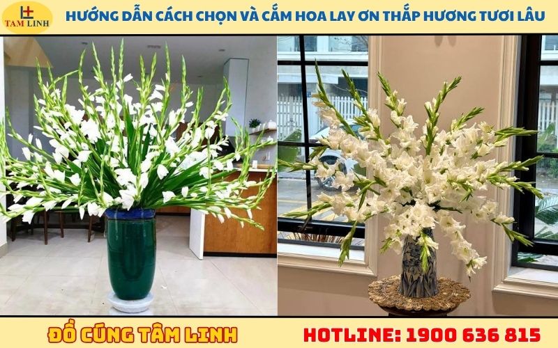 Hướng dẫn cách chọn và cắm hoa lay ơn thắp hương tươi lâu