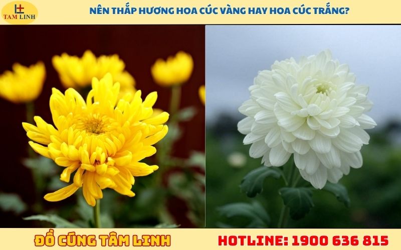 nên thắp hương hoa cúc vàng hay hoa cúc trắng