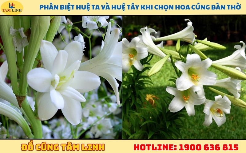 Phân biệt huệ ta và huệ tây khi chọn hoa cúng bàn thờ