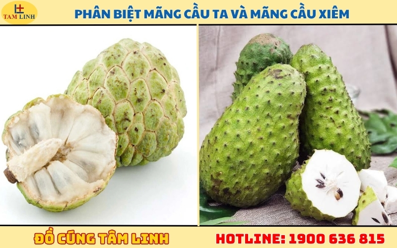 phan-biet-mang-cau-ta-va-mang-cau-xiem