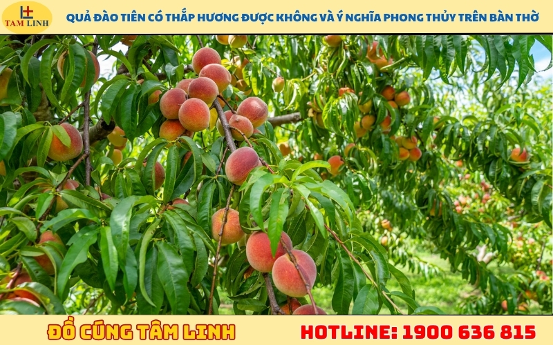qua-dao-tien-co-thap-huong-duoc-khong-va-y-nghia-phong-thuy-tren-ban-tho