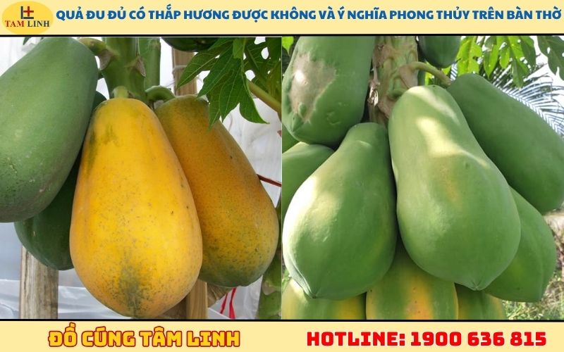 Quả đu đủ có thắp hương được không và ý nghĩa phong thủy trên bàn thờ