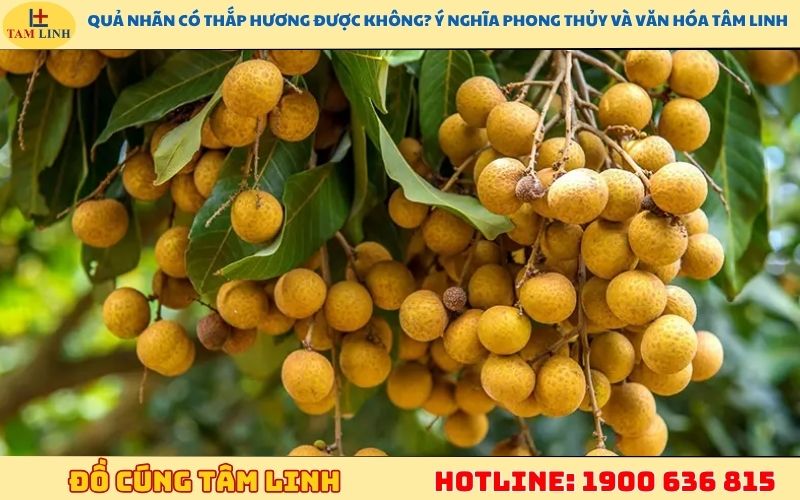Quả nhãn có thắp hương được không? Ý nghĩa phong thủy và văn hóa tâm linh