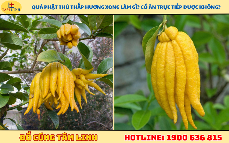 Quả phật thủ thắp hương xong làm gì_ Có ăn trực tiếp được không
