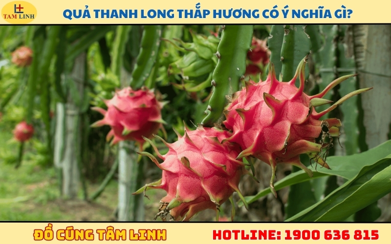qua-thanh-long-thap-huong-co-y-nghia-gi