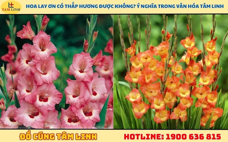 Hoa lay ơn có thắp hương được không? Ý nghĩa trong văn hóa tâm linh