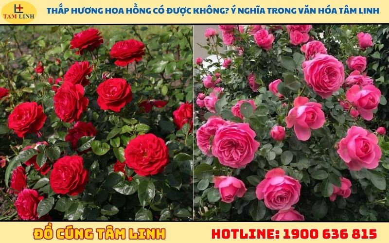 Thắp hương hoa hồng có được không? Ý nghĩa trong văn hóa tâm linh