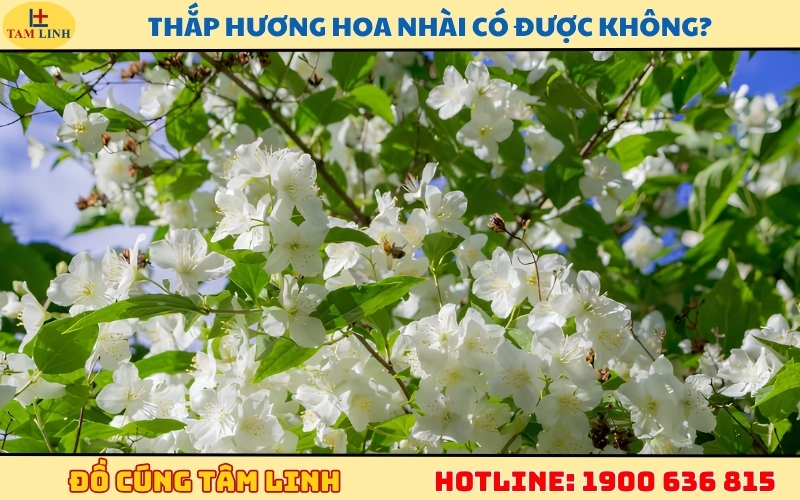 thap-huong-hoa-nhai-co-duoc-khong
