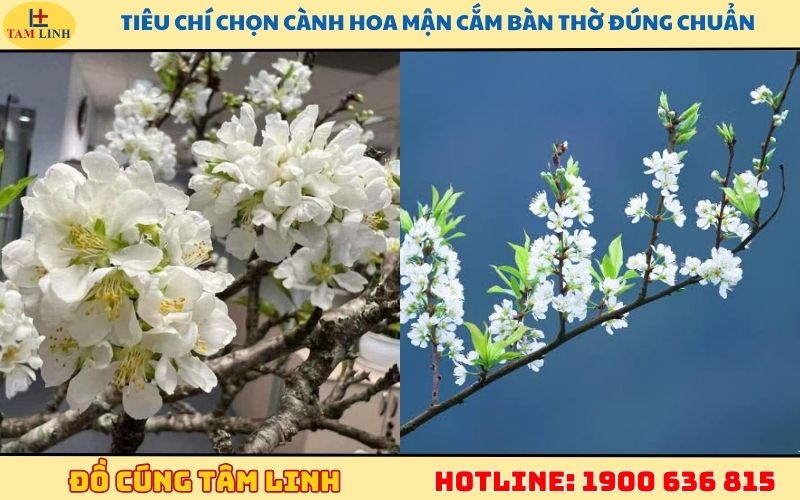 cách chọn hoa mận để cắm