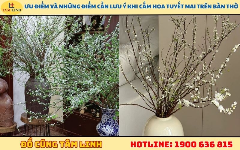 Ưu điểm và những điểm cần lưu ý khi cắm hoa tuyết mai trên bàn thờ