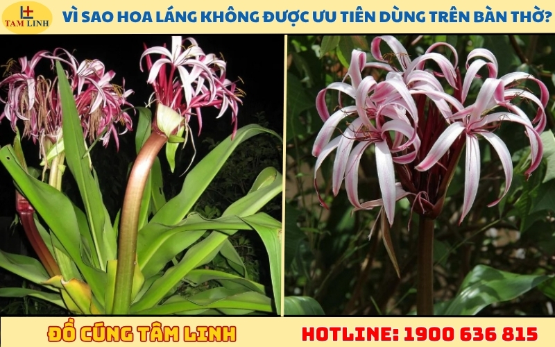 vi-sao-hoa-lang-khong-duoc-uu-tien-dung-tren-ban-tho