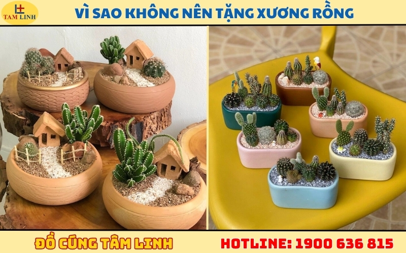 Khai trương tặng xương rồng được không
