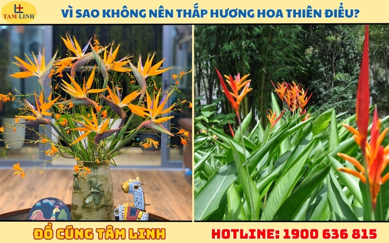 vi-sao-khong-nen-thap-huong-hoa-thien-dieu