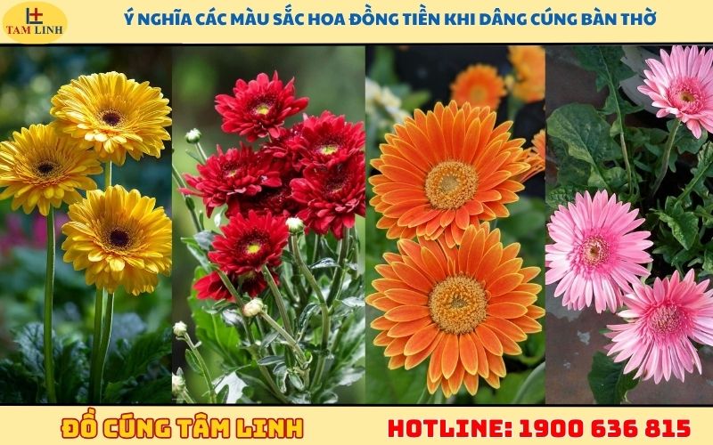 Ý nghĩa các màu sắc hoa đồng tiền khi dâng cúng bàn thờ