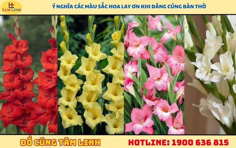 Ý nghĩa các màu sắc hoa lay ơn khi dâng cúng bàn thờ