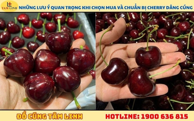Những lưu ý quan trọng khi chọn mua và chuẩn bị cherry dâng cúng